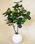 Faux Multi Branch Fiddle Fig Leaf Tree 180CM
