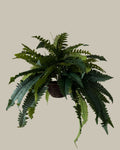 Faux Ferns with Rattan Hanging Basket (Set of 2)