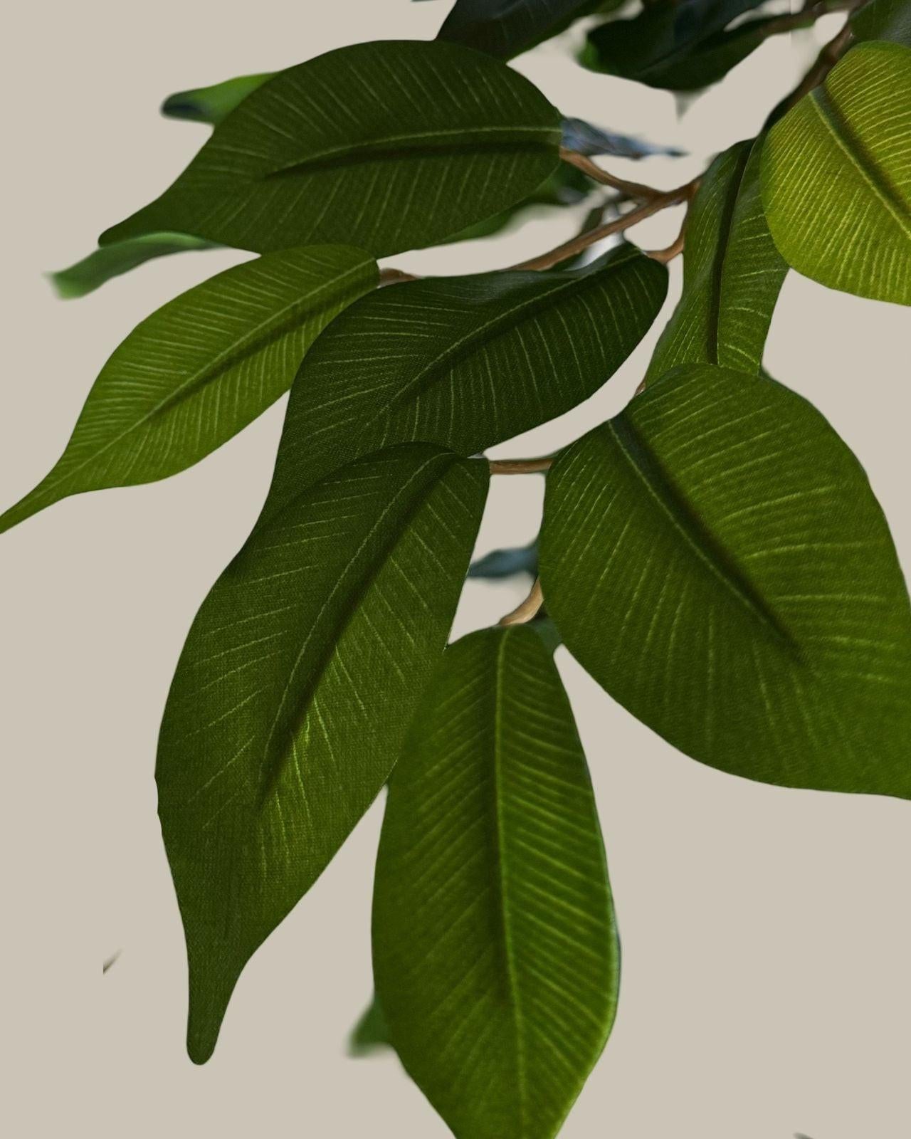 Faux Luxe Ficus Tree 160CM