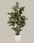Luxe Faux Ficus Tree 180cm