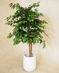 Faux Luxe Ficus Tree 180CM